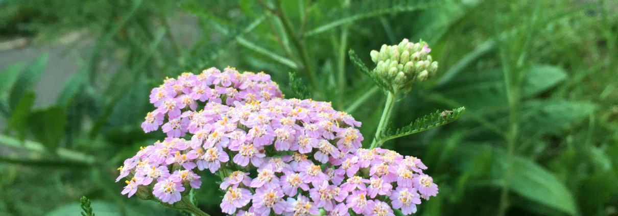 a picture of a pink yarrow flower