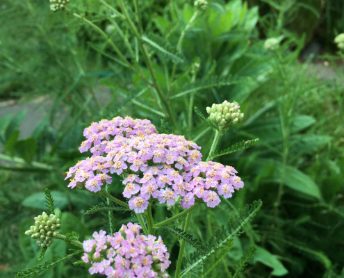 a picture of a pink yarrow flower